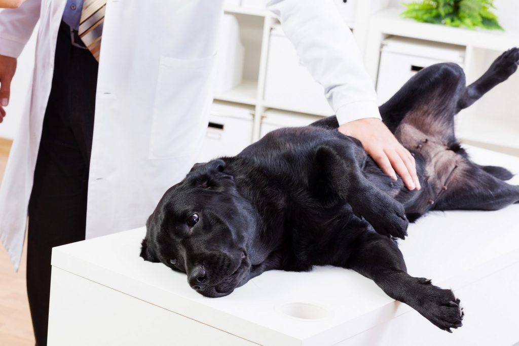 Veterinarian Exams and Consultations in Beaumont, TX All Paws Veterinary Clinic